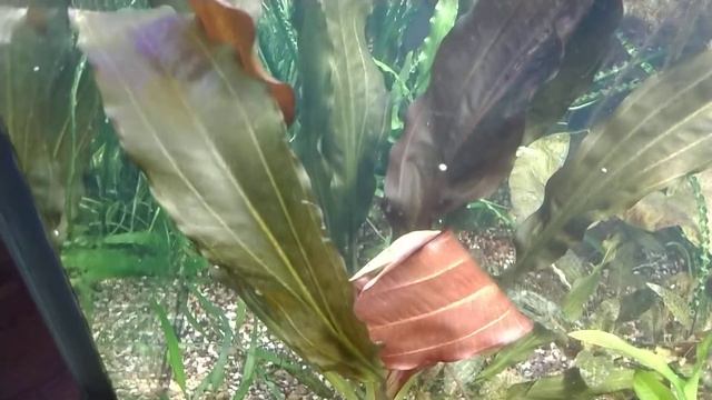 ECHINODORUS RED BEAUTY эхинодорус красная красавица смотреть онлайн