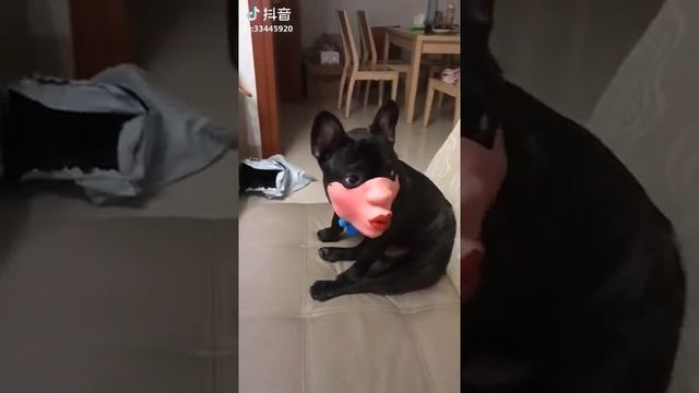 намордник для собаки смотреть онлайн