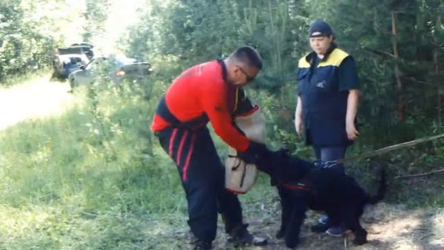 Ризеншнауцер Хэрти. Защита смотреть онлайн