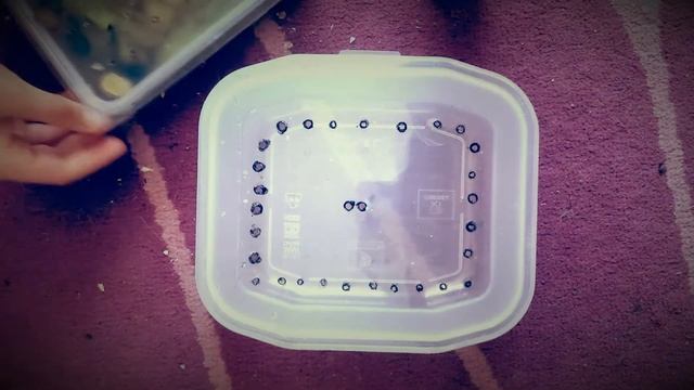 Как сделать контейнер из пластика для улиток? смотреть онлайн