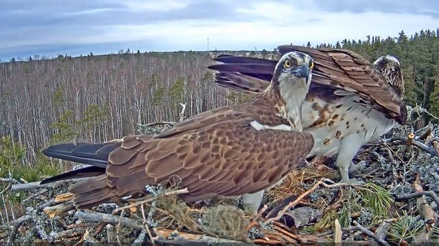 Скопа Марко и Миина прилетели (Эстония) - Osprey Marko and Miina arrived (Estonia) смотреть онлайн