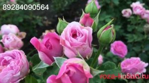 Кустовая Роза Мистик Бабблз