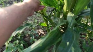 Сахарная кукуруза Свит Наггет первая выборка. Пасынкование кукурузы