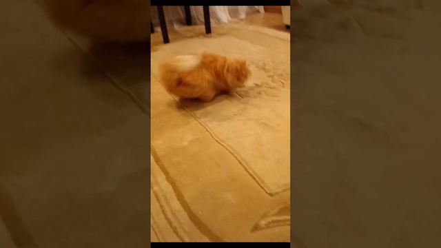 Ну погоди смотреть онлайн