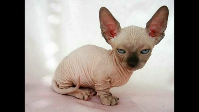 ТОП 10 САМЫХ ДОРОГИХ КОШЕК В МИРЕ смотреть онлайн