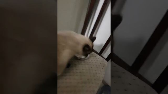 Кушает Софа суп с перловкой 3.5 г 7 окт 2018 г кгд