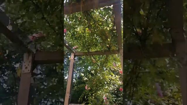 Глэмпинг Дача. Роскошная роза. #shorts #глэмпинг #дача #путешествия #rose #роза #сад #garden смотреть онлайн