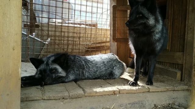 Лисы Чернобурки (март 2020) смотреть онлайн