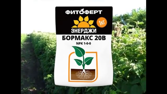 Программа подкормки ежевики и малины смотреть онлайн