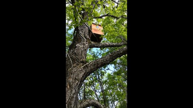 Прогулка с сыном, проверяем ловушку для пчел