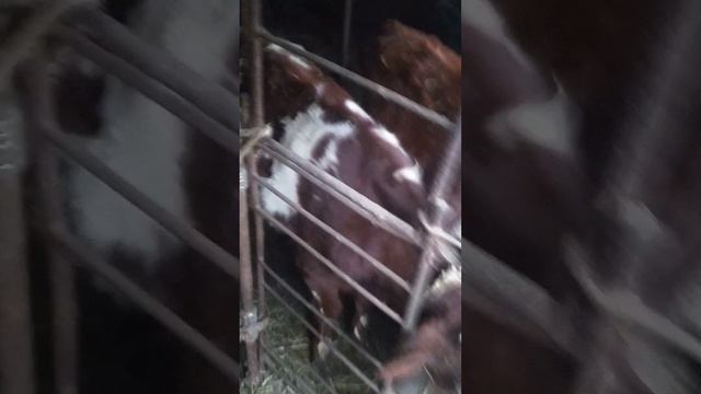 ошибки содержания бычка в загоне смотреть онлайн