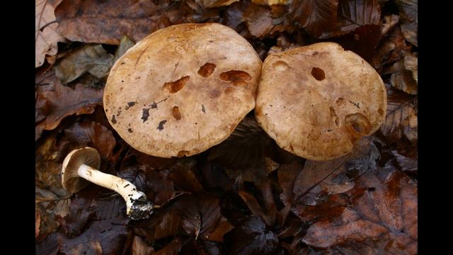 Cortinarius balteatus смотреть онлайн
