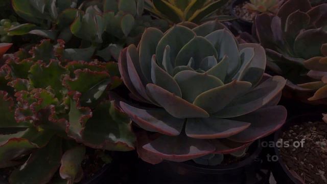 Succulent Plants- What Are They & How To Care For Them смотреть онлайн