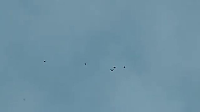 Голуби.моего.друга.Гончарова.М.П.с.Эртиль Воронежской обл. смотреть онлайн