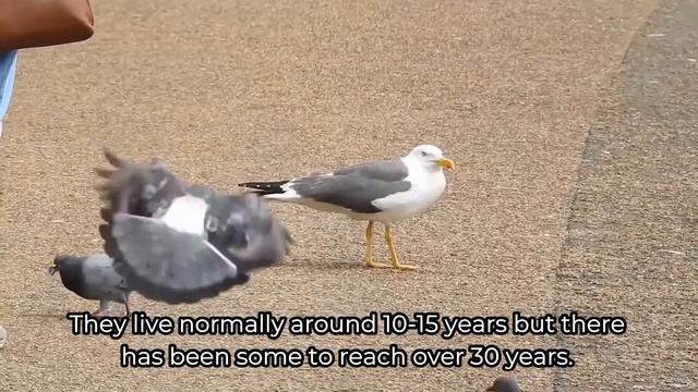 Episode 20: Seagulls - Salt Water Drinker смотреть онлайн