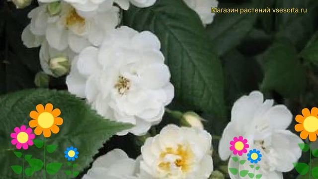 Роза парковая Ватерлоо. Краткий обзор, описание характеристик, где купить саженцы Waterloo смотреть онлайн