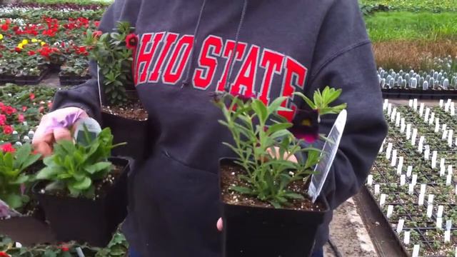 Witten Farm Market & Greenhouse Update