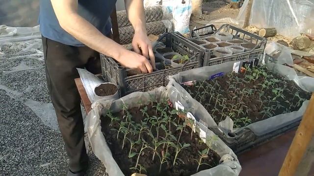 Супер быстрая Пикировка Рассады Томатов без заморочек Подкормка "Янтарной кислотой" смотреть онлайн