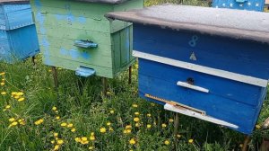 Ставьте ловушки , не пропускайте сезон!!! Бюджетная пасека