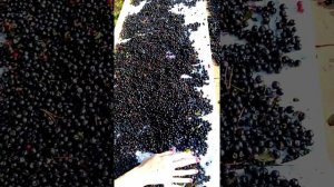 Как очистить чернику от мусора за 5 минут, все о чернике, лесные ягоды.