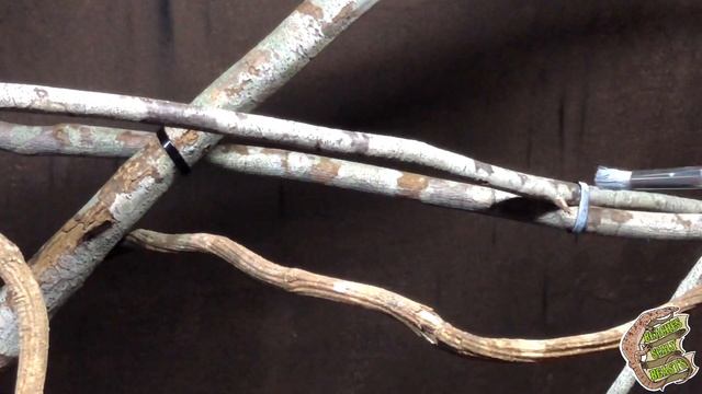 Upgraded Green Tree Python Habitat Build смотреть онлайн