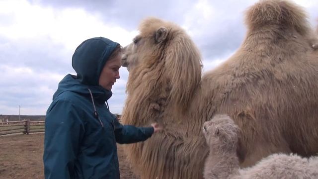 Новорожденный верблюжонок