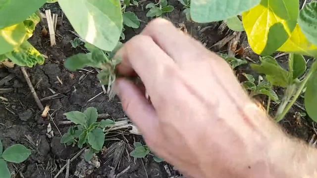 Щирица после базаграна и хармони 2 смотреть онлайн