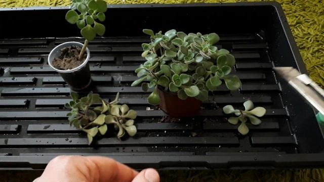 Аихризон. Размножение, пересадка, уход и содержание смотреть онлайн