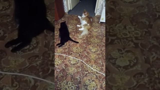 Что можно сделать котам, что бы я их сейчас накормила? смотреть онлайн