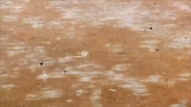 Desert Centipede Vs Trapdoor Spider | MONSTER BUG WARS смотреть онлайн