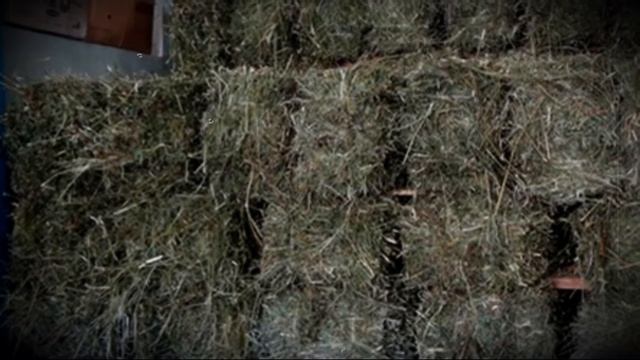 Сколько сена надо быку на зиму основные отличия зимнего рациона смотреть онлайн