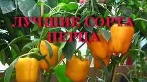 ЛУЧШИЕ СОРТА ПЕРЦА