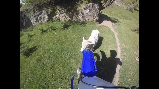 Random Events Ep:1 Sheeping Around смотреть онлайн