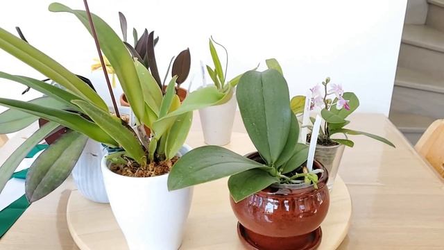 Орхидеи Новые растения смотреть онлайн