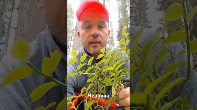 Черника - это кустарничек. смотреть онлайн
