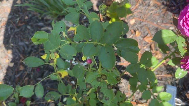 🌹 Like No Other / Jackson and Perkins Roses / Bedard / JACitreibpuci смотреть онлайн