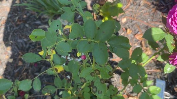 🌹 Like No Other / Jackson and Perkins Roses / Bedard / JACitreibpuci