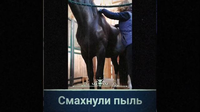Чистка и седловка лошади смотреть онлайн