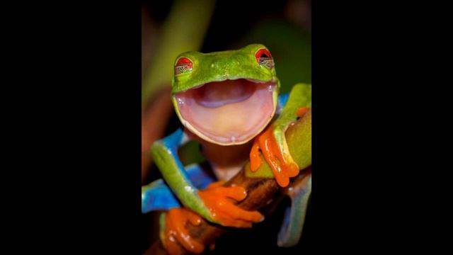 Жаба (український гумор)