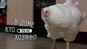 КУРИЦА С ИНТЕЛЛЕКТОМ ТРЁХЛЕТНЕГО РЕБЁНКА!