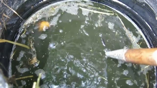 ЭТА ПОДКОРМКА ЗАВАЛИТ ВАС ОГУРЦАМИ .ЛУЧШЕ НАВОЗА-УДОБРЕНИЕ ИЗ ТРАВЫ, С ВКУСНЫМ ЗАПАХОМ смотреть онлайн