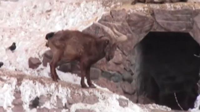 Мир животных (часть 1) смотреть онлайн