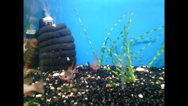 Макропод. Гурами. Апистограмма рамирези.ProРыб. смотреть онлайн