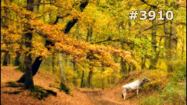 #3910. Коровы и буйволы (В мире животных)