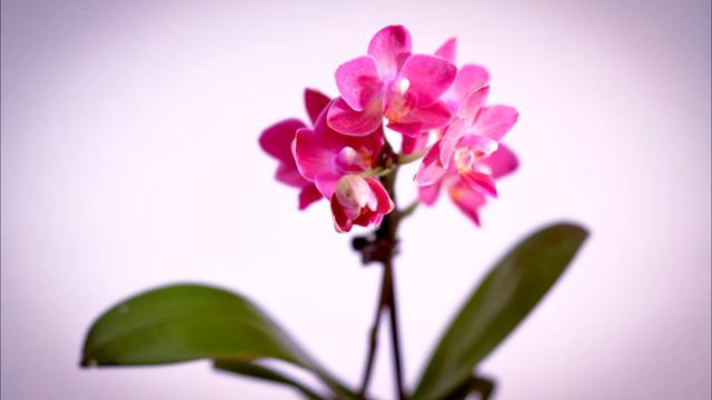 Орхидея1 смотреть онлайн