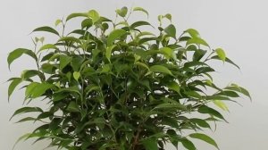 ФИКУС БЕНДЖАМИНА. Особенности ухода за фикусом Бенджамина в домашних условиях.