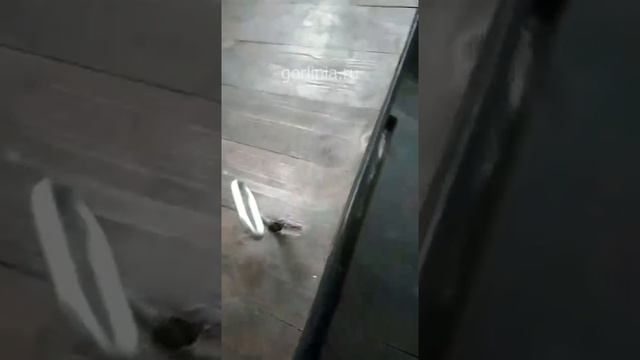 Как сделать люк в деревянном полу с доской на крышке своими руками смотреть онлайн