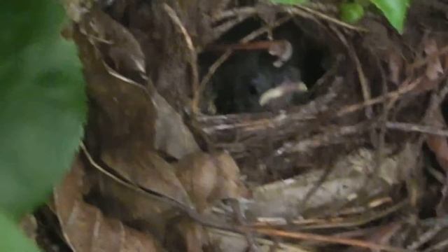 Chicks in Nest React to The Sound of a Police car. смотреть онлайн