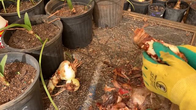 Cleaning up Hippeastrum papilio смотреть онлайн