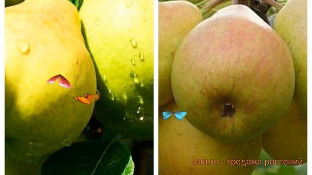 Груша плодовая Москвичка-Просто Мария ? обзор: как сажать, саженцы груши Москвичка-Просто Мария смотреть онлайн
